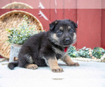 Small Photo #41 German Shepherd Dog Puppy For Sale in PARKESBURG, PA, USA