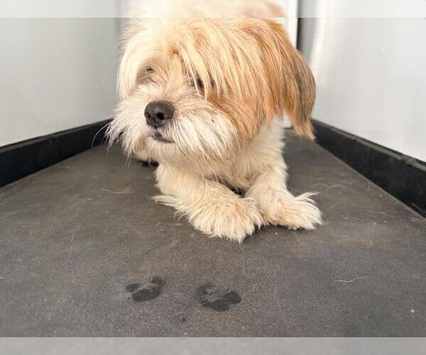 Medium Photo #1 Shih Tzu-Unknown Mix Puppy For Sale in Visalia, CA, USA