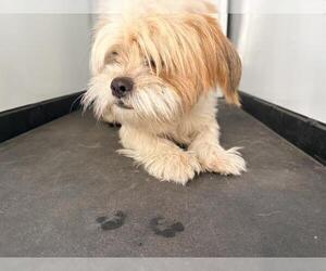 Shih Tzu-Unknown Mix Dogs for adoption in Visalia, CA, USA