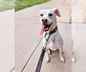 Jack-A-Bee Dogs for adoption in Chicago, IL, USA