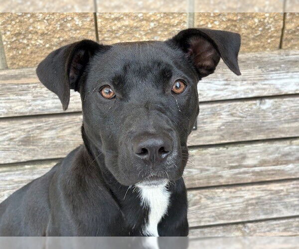 Medium Photo #1 Labrador Retriever Puppy For Sale in Tulsa, OK, USA