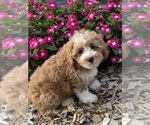 Small #4 Coton de Tulear-Poodle (Toy) Mix