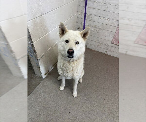 Medium Photo #1 Siberian Husky Puppy For Sale in San Bernardino, CA, USA