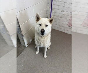 Siberian Husky Dogs for adoption in San Bernardino, CA, USA