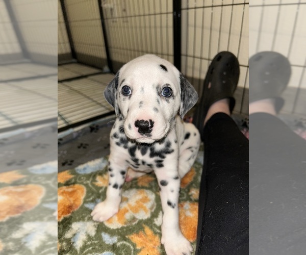 Medium Photo #11 Dalmatian Puppy For Sale in PHOENIX, AZ, USA