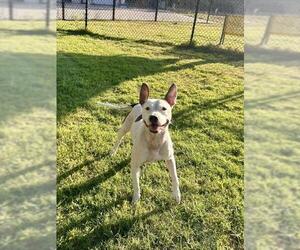 Mutt Dogs for adoption in Temple, TX, USA