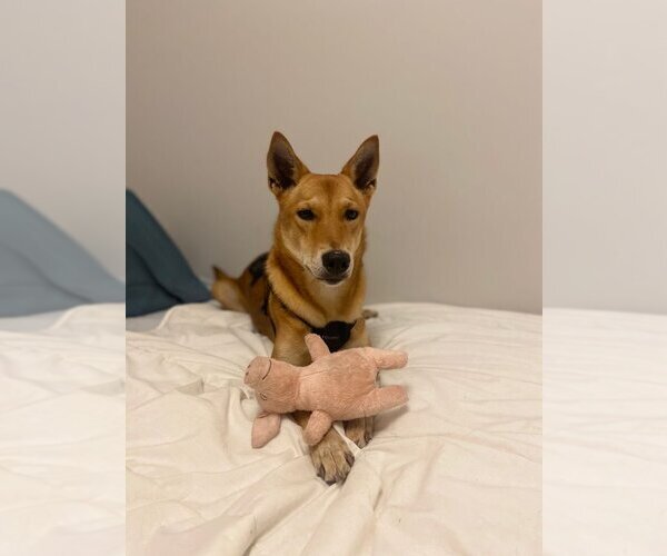 Medium Photo #3 Mutt Puppy For Sale in Calgary, Alberta, Canada