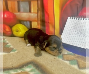 Morkie Puppy for sale in CASSVILLE, MO, USA