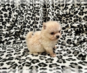 ShiChi Puppy for sale in HAYWARD, CA, USA