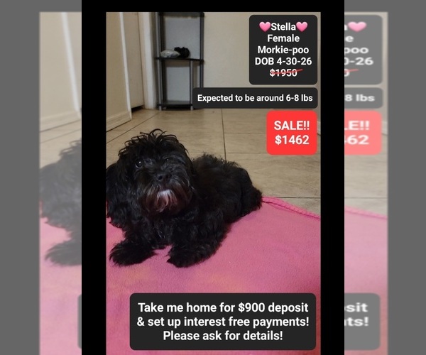 Medium Photo #1 Morkie Poo (Toy) Puppy For Sale in TUCSON, AZ, USA
