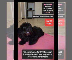 Morkie Poo (Toy) Puppy for sale in TUCSON, AZ, USA
