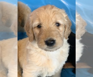 Goldendoodle Puppy for sale in LAKE GEORGE, NY, USA