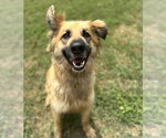 Small #2 Collie Mix