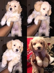 Malchi Puppy for sale in HOUSTON, TX, USA