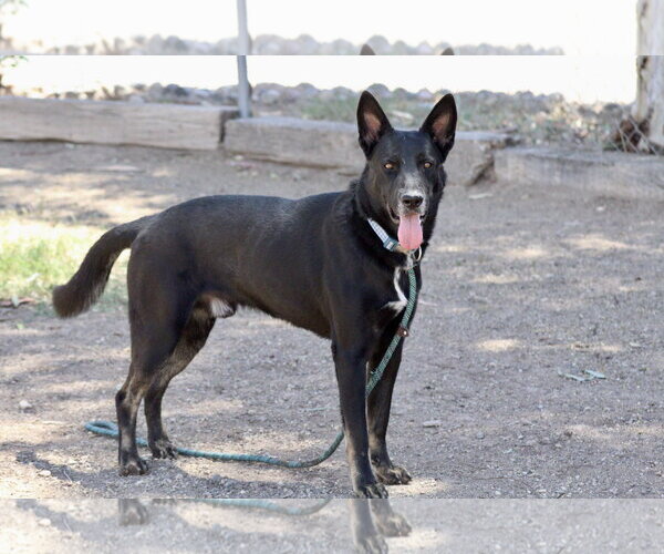 Medium Photo #1 Mutt Puppy For Sale in El Centro, CA, USA