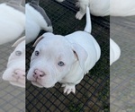 Small #6 American Bully