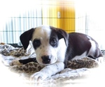 Small Photo #3 Australian Cattle Dog-Border Collie Mix Puppy For Sale in HAMMOND, IN, USA