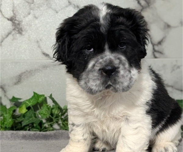 Medium Photo #10 Cocker-Pei Puppy For Sale in GOSHEN, IN, USA