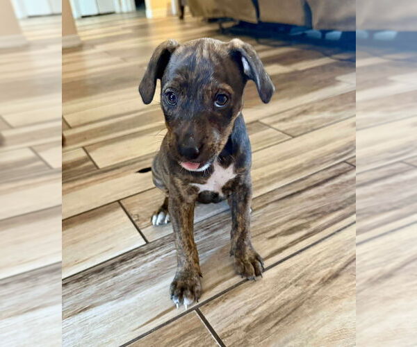 Medium Photo #3 Boxer-Unknown Mix Puppy For Sale in Tampa, FL, USA