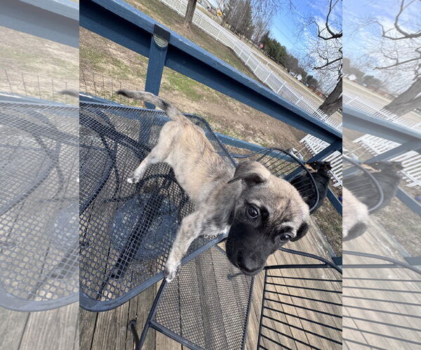 Medium Photo #3 German Shepherd Dog-Unknown Mix Puppy For Sale in Columbus, IN, USA