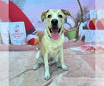 Small Labrador Retriever