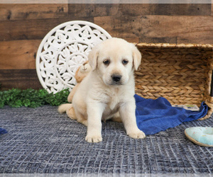 Labrador Retriever Puppy for sale in SYRACUSE, IN, USA