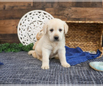 Small Labrador Retriever
