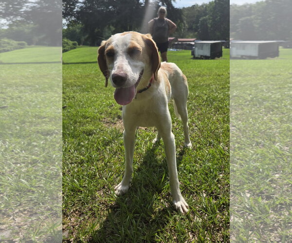 Medium Photo #3 Brittany-Treeing Walker Coonhound Mix Puppy For Sale in Attalka, AL, USA