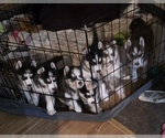 Small #5 Siberian Husky