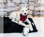 Small #4 Huskies  Mix