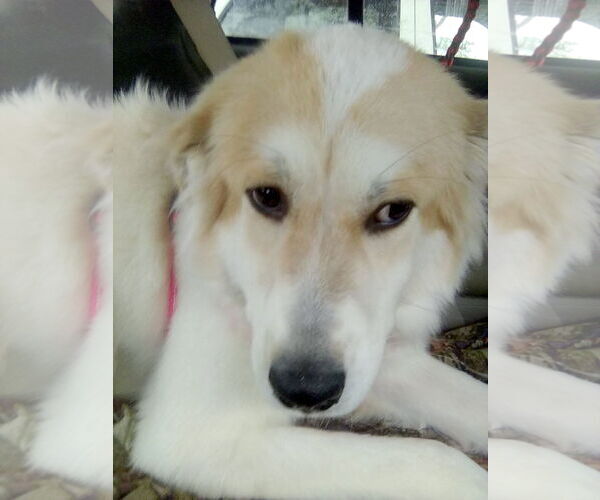 Medium Photo #4 Great Pyrenees Puppy For Sale in Spring, TX, USA
