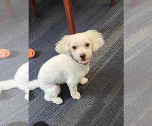 Maltipoo Dogs for adoption in Phoenix, AZ, USA