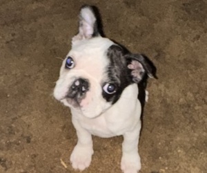 Medium Faux Frenchbo Bulldog