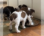 Small Photo #11 English Springer Spaniel Puppy For Sale in STATESVILLE, NC, USA