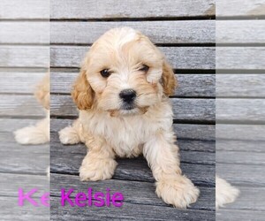 Cavachon Puppy for sale in STANLEY, WI, USA
