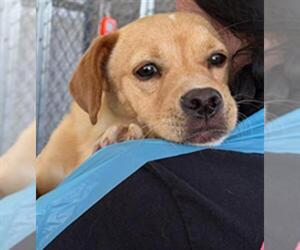 Chihuahua Dogs for adoption in Bakersfield, CA, USA