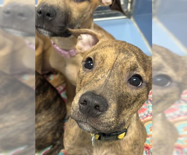 Medium Photo #14 Mutt Puppy For Sale in Philadelphia, PA, USA