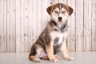 Goberian Puppy for sale in MOUNT VERNON, OH, USA