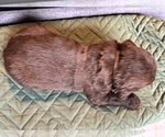 Small #1 Saint Berdoodle