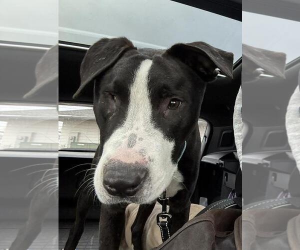 Medium Photo #3 Boxador Puppy For Sale in Coldwater, MI, USA