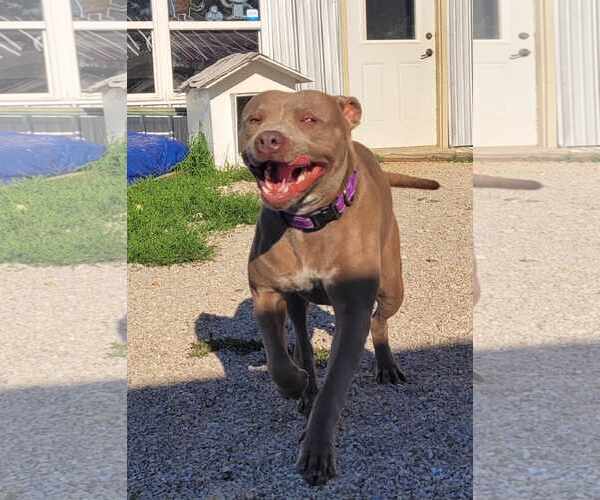 Medium Photo #1 American Pit Bull Terrier Puppy For Sale in Stover, MO, USA
