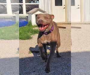 American Pit Bull Terrier Dogs for adoption in Stover, MO, USA