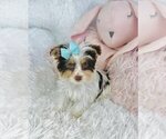 Small #6 Morkie