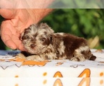 Small #4 ShihPoo