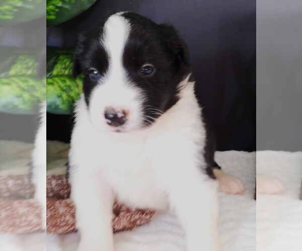 Medium Photo #1 Border Collie Puppy For Sale in CARLISLE, KY, USA