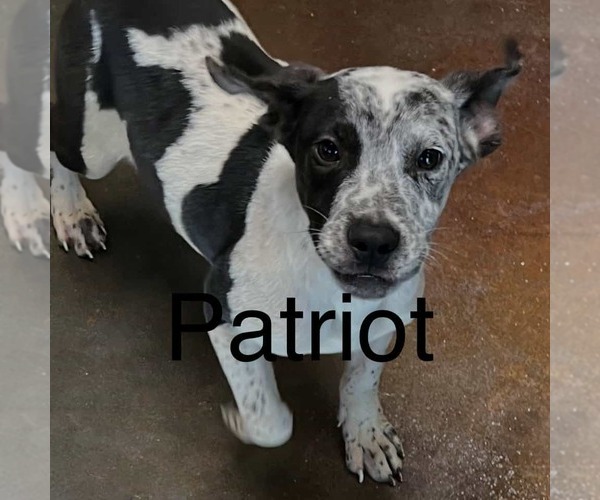 Medium Photo #1 Mountain Cur-Unknown Mix Puppy For Sale in Rockaway, NJ, USA