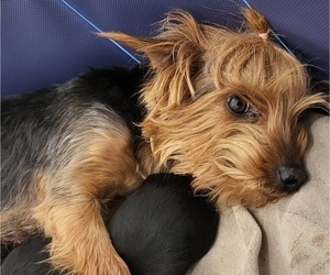Mother of the Yorkshire Terrier puppies born on 03/01/2024