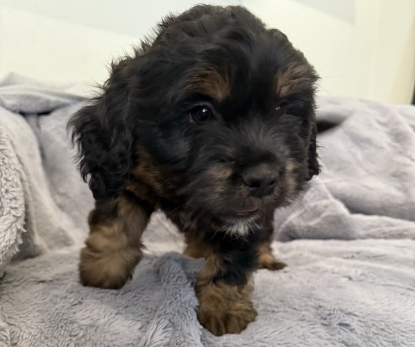 Medium Photo #3 Bernedoodle-French Bulldog Mix Puppy For Sale in EL DORADO HILLS, CA, USA