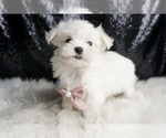 Small #5 Maltese