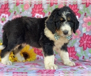 Bernedoodle Puppy for sale in LANCASTER, PA, USA